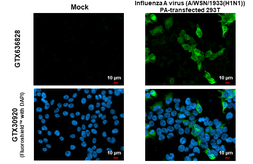 Anti-Influenza A virus PA protein antibody [HL1388] used in Immunocytochemistry/ Immunofluorescence (ICC/IF). GTX636828